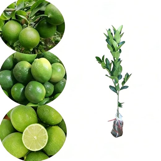 Dwarf Key Lime Tree Live Plant | Fruit Bearing, Easy Care, Pot or Ground Grow - Etsy