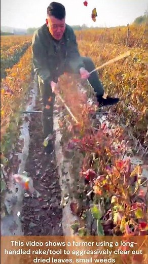 Clearing Old Grape Vines 🧑‍🌾💪