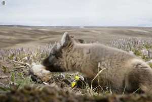 92K views · 3.7K reactions | Snow White Wolf ( Part 9) :- [ हिन्दी डाक्यूमेंट्री ] , #nature #animals #documentary #discovery #survivalsworld | worldnaturehdtv | Facebook