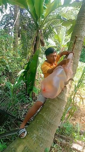 nangkap anak hewan bilibis pake balon udara ter nyata balon nya robek#sorts #viralvideo