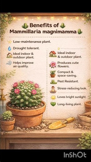 ✨My Mammillaria magnimamma✨| Care and benefits