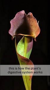 How Do Pitcher Plants Eat? #sarraceniapurpurea
