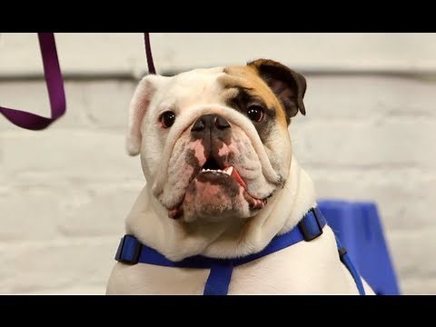 How to Solve a Jumping Problem | Dog Training