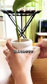 [Recommended Gardening Items] 3 Recommended Gardening Items You Can Buy at Seria #shorts #LifeWit...