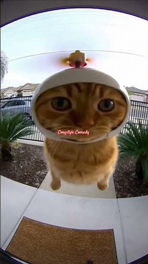 Helicopter cat 😺 #shorts #cat #animals #pets #helicopter