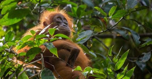 8 Netflix Nature Documentaries To Watch And Explore The World