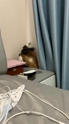 Kucing Lucu: Janji Tak Nampak Apa-Apa?