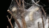 Close up of two mature silkworms cocoon on twigs, 4k time lapse...