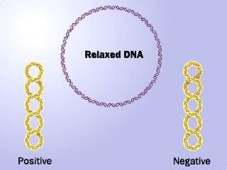 理解DNA的正超螺旋和负超螺旋