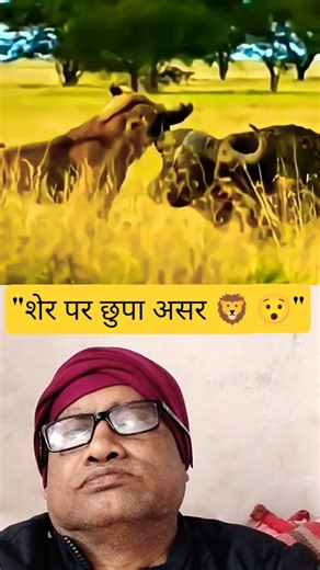 "Hidden Psychological Effect on Lion 🦁😱 | Shocking Animal Behaviour # shorts" | # Animals # shorts