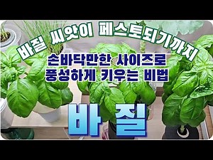 바질수경재배방법 - 바질의 모든것 (씨앗발아부터 바질페스토가 되기까지 성장과정)/ 양액비율, 가지치기, 수확, 무한번식 꿀팁 총정리