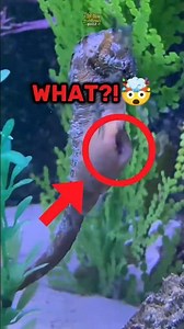 4 Animal Facts You Probably Didn’t Know🤯