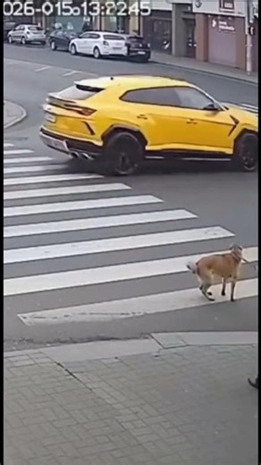 This man almost see his dog getting runned over!!