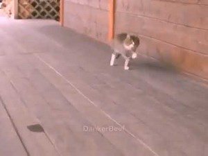 Around The World Cat But It's the whole music