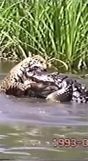 Giant Alligator vs Jaguar #wildlife #animals #shorts
