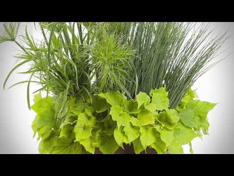 Graceful Grasses® Prince Tut™ from Proven Winners