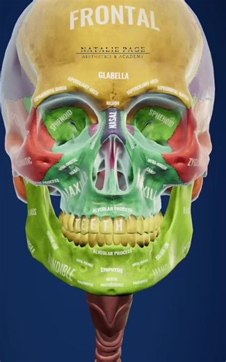 The anatomy of the face can divide into three main regions: upper face, middle face, and lower face. The entire face is covered by skin superficially, while the deep anatomy contains muscles, fat pads, nerves, vessels, and bones. #aestheticseducation #facialanatomy #aestheticsinjector #arsthetics #face #fatpads #arteries #nerves #muscle #anatomy #nataliepageaesthetics #fyp #fypage #foryou