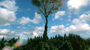 Tree, Leaves, Giant. Free Stock Video