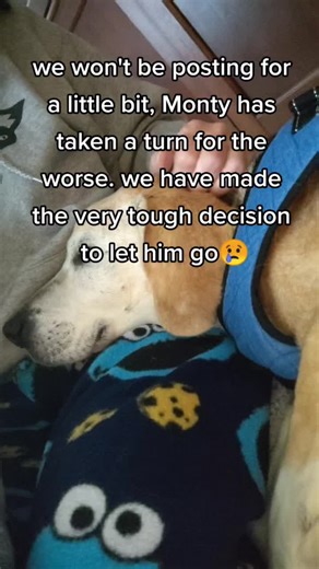 Monty is love 💕💕💕#monty #dogsofttiktok #seniordog #lovehim
