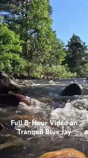 Peaceful Colorado river flowing through the mountains 🌲💧 Full 8-hour video on Tranquil Blue Jay