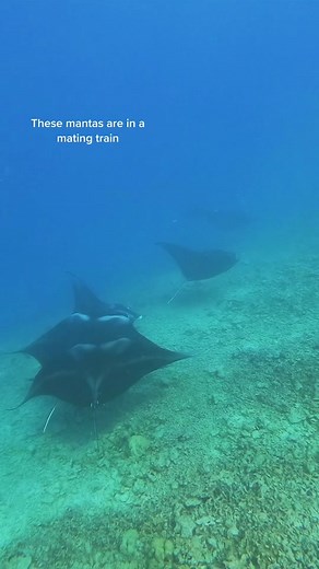 Manta Ray Magic: Reproducción y Maravillas en Hawaii