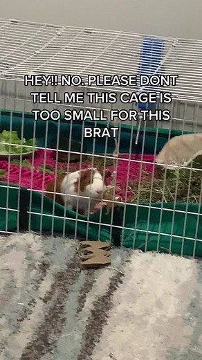 Be Grateful for Your Guinea Pig! Learn About Pet Store Cage Abuse