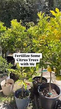 Fertilizing Potted Citrus Trees Using the “Weakly Weekly” Method