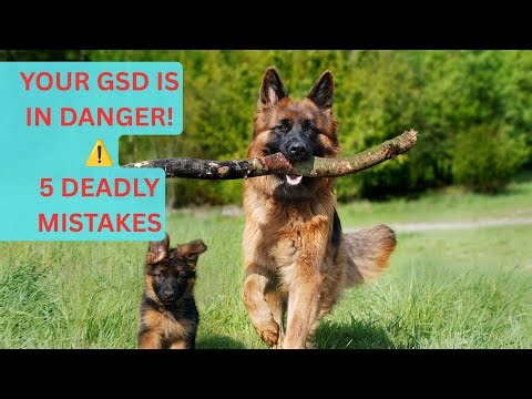 5 Things You Must NEVER Do to Your German Shepherd! 🐕🚫 (Life-Saving Advice)
