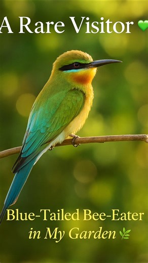 “A Rare Visitor in My Garden 🌿💚 | Blue-Tailed Bee-Eater Caught on Camera!”