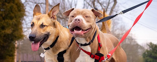 Foster Dogs - LifeLine Animal Project | | Share Your Home