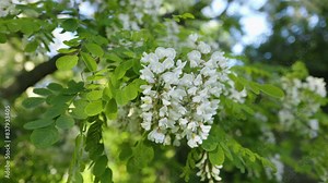 Acacia tree blooming in the spring. Flowers branch with a green background. White acacia flowering, sunny day. Abundant flowering. Source of nectar for tender fragrant honey.
