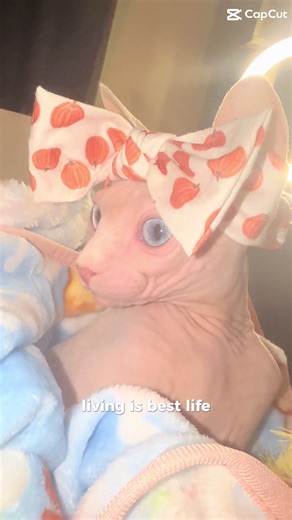 Adorable Sphynx Cat Moments