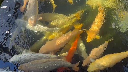 Marudo Koi Farm is famous for its huge karashigoi, chagoi and mukashi. Wondering in the main koi house is just lovely! You can spend hours just looking at the stunning koi. Beautiful! | KOI 2000