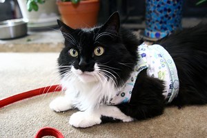 Homemade Cat Harness - Cuteness