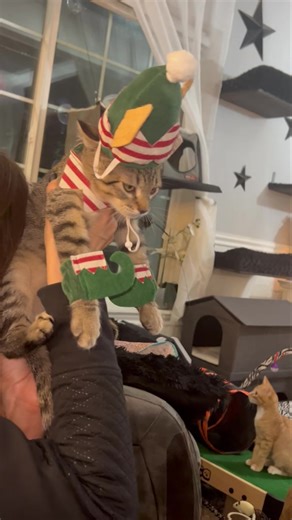 1.2K views · 37 reactions | Our little Christmas Elf rescue  #Ollie #rescue #ittybittykittycommittee #elf #cat #kitten | Itty Bitty Kitty Committee Cat Rescue | Facebook