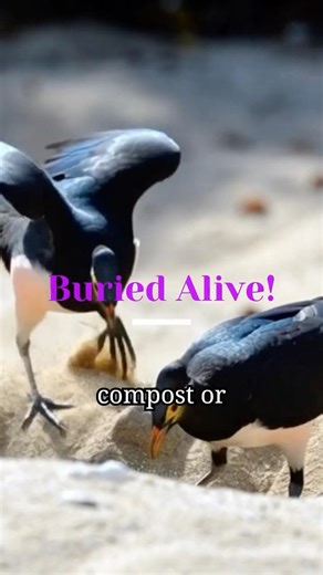 Megapode: Abandoned at Birth, Empowered by Nature. 🐦⚡#shorts #shortsfeed #Megapode #supernatural