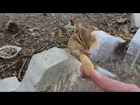 Charmander the Baby Chipmunk is Having Peanut Problems! #cute