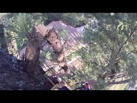 Tall Pine Tree Topping Near a House - Part 7