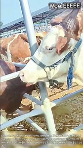 머리에 다리가 달린 소의 실제 영상 #worker #process #polymelia #farm life #veterinary care #farming #livestock