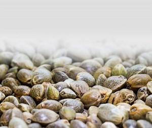 Semi di Canapa: Nutrizione, Dieta e Cucina