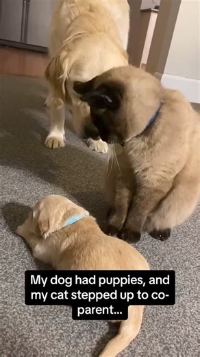 43 reactions · 23 comments | Cat Plays Mom With Puppy  #Cat #puppy #Love #followers #friends | Robert Duran Song Covers | Facebook