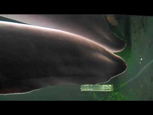 Electric Eels 'Shocking Fish' California Academy of Science.MP4