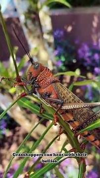 unique facts about grasshoppers #animals #ultimatefacts #utfacts