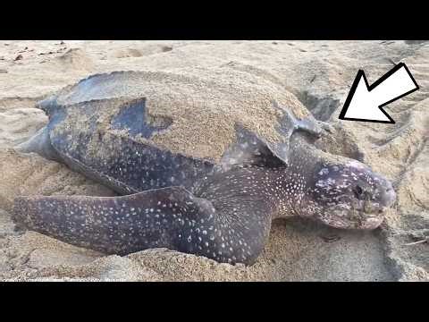 15 LONGEST Animal Migrations