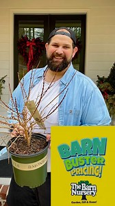 🌿 Barn Buster Alert! 🌿Just picked up some gorgeous forsythia shrubs from The Barn Nursery, and I couldn’t be more excited! ☀️✨The best part? They’re on The Barn Nursery’s Barn Buster Deal right now for just $29.99! If you’ve been thinking about adding some early spring color to your yard, now is the perfect time. @highlight🌼🏡 #BarnBusterDeal #Forsythia #SpringReady #TheBarnNursery #TBN #Flowers #Gardening #Planting #GardeningTips #Plants #Planting2025 #Gardening #Gardens #Gardening2025 #Flow