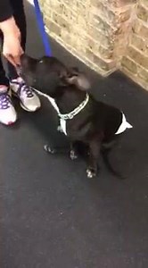 Dan had his first obedience class tonight and he did great! He can sit like a champ and hold a sit-stay too! His legs are doing soooooo well and we couldn't be more proud 󾌵 | Lt Dan
