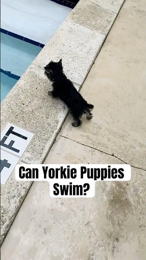 #Yorkie #Puppy In The #Pool #shorts #dog #swim #dogtraining
