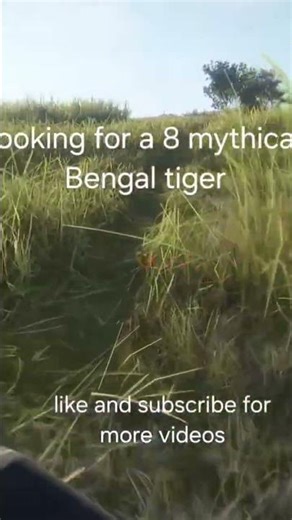 tiger hunt goes wrong