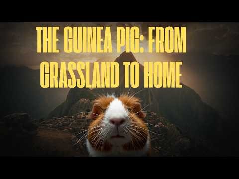 The Guinea Pig: From Grasslands to Homes | Nature Documentary for Sleep