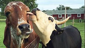 37K views · 1.2K reactions | The rescue story of Bhima, a gyr oxen who's lucky to have a beautiful life at SASHA Farm Animal Sanctuary! | Vegan FTA | Facebook